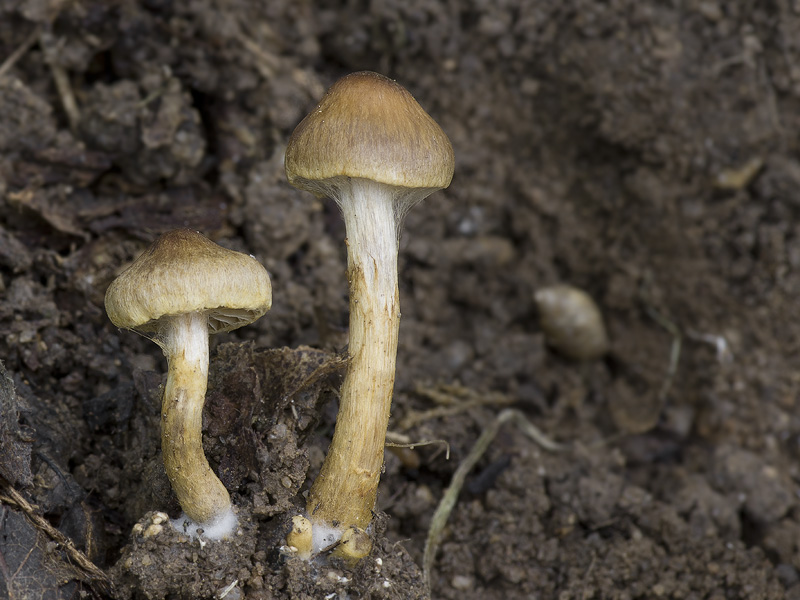 Cortinarius saniosus